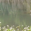 写真: 北新池にいたカイツブリとカルガモ - 2
