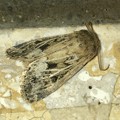写真: 小幡緑地のトイレにいた蛾