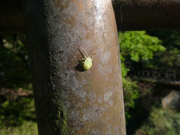 写真: ヘラクヌギカメムシの幼虫 - 1
