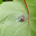 写真: 葉っぱの裏の糸で覆われた場所にいた赤と黒の毛虫 - 4