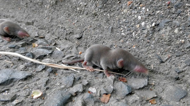 写真: 道路脇にいたジネズミの赤ちゃん - 12