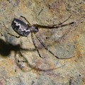 写真: 弥勒山の沢沿いにいた小さなまだら模様の蜘蛛 - 3