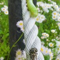 写真: ロープの上にいたネコハエトリ - 7：イモムシとの出会い