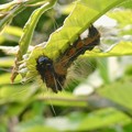写真: 弥勒山にもいたドクガの幼虫 - 2