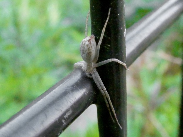 写真: 動きの早いイカみたいな蜘蛛（キンイロエビグモ？） - 3