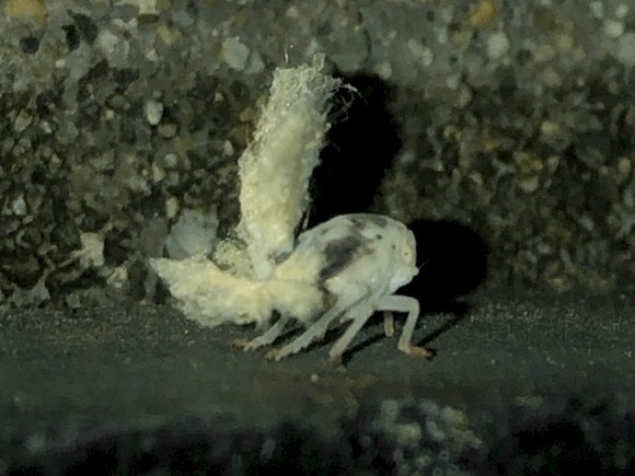 写真: カーニバルダンサーの様なオオシラホシハゴロモの幼虫 - 2