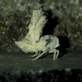 写真: カーニバルダンサーの様なオオシラホシハゴロモの幼虫 - 3