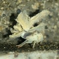 写真: カーニバルダンサーの様なオオシラホシハゴロモの幼虫 - 6