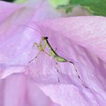 写真: 花の上にいたハラビロカマキリの幼虫 - 2