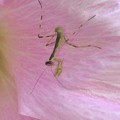 写真: 花の上にいたハラビロカマキリの幼虫 - 8