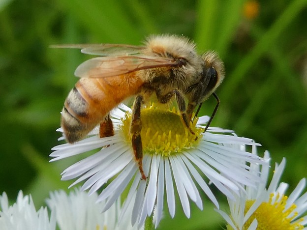 写真: 蜜を集めていたミツバチ - 1