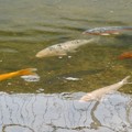 内津川を泳ぐ色んな色の鯉 - 1