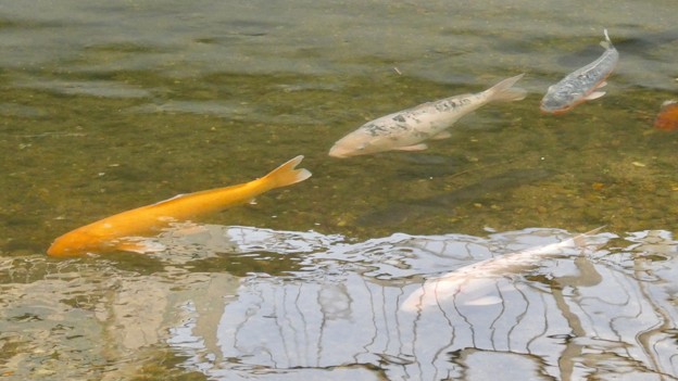 写真: 内津川を泳ぐ色んな色の鯉 - 2
