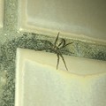 桃花台中央公園のトイレの壁にいた白っぽい小さな蜘蛛 - 1