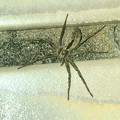 写真: 桃花台中央公園のトイレの壁にいた白っぽい小さな蜘蛛 - 4