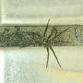 写真: 桃花台中央公園のトイレの壁にいた白っぽい小さな蜘蛛 - 5