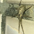 桃花台中央公園のトイレの壁にいた白っぽい小さな蜘蛛 - 8