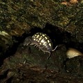 写真: 木の隙間にいた黄色い斑点のあるダンゴムシ（オカダンゴムシのメス？） - 2