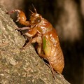 写真: 脱皮のため木を登るセミの幼虫 - 2