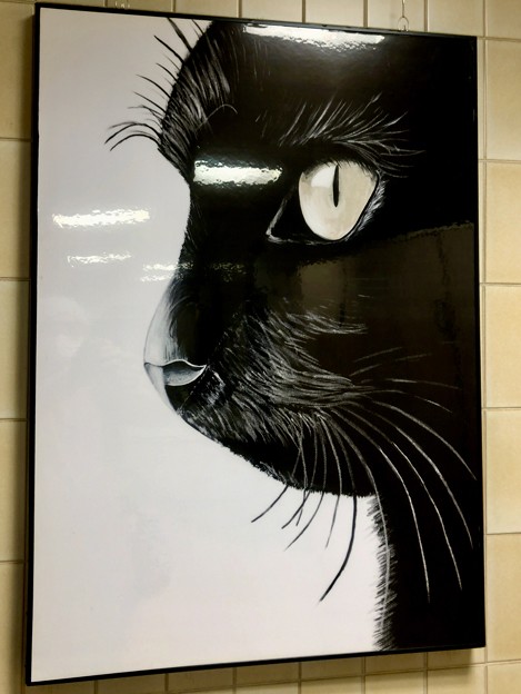 写真: トイレに飾られてた印象的な黒猫の…絵？写真？