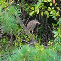 写真: 平池中央公園の池にいた、たぶんゴイサギの幼鳥 - 6