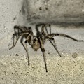 写真: 細かい毛が生えた蜘蛛（クサグモ？） - 4