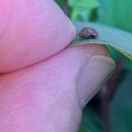 写真: 葉っぱの上にいた微細な甲虫（マダラクワガタ？？） - 1