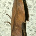 写真: 葉っぱそっくりのアカエグリバ - 3