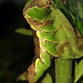 Photos: 植え込みの葉を食べてたイモムシ - 4