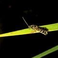 Photos: 草に捕まってたツチバチ？（オオモンツチバチ？） - 1