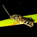 Photos: 草に捕まってたツチバチ？（オオモンツチバチ？） - 2
