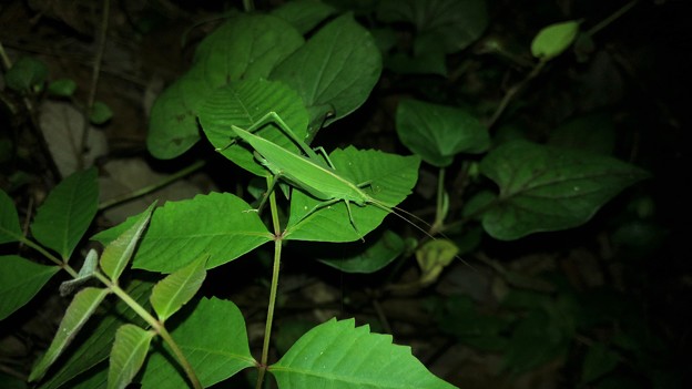 写真: 葉の上にいたセスジツユムシ - 1