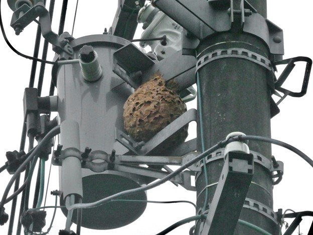 写真: 電信柱の上に作られてた大きなススメバチの巣 - 3