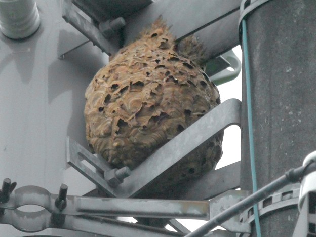 写真: 電信柱の上に作られてた大きなススメバチの巣 - 5
