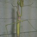 写真: 網戸の上にいたカマキリ - 2