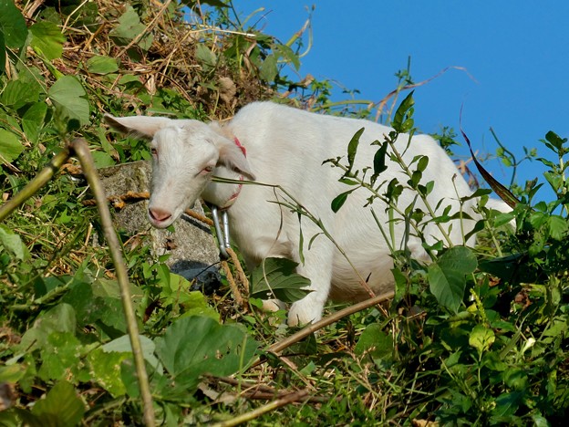 写真: 除草目的で放牧されてたヤギ - 3