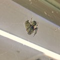 写真: コンビニで蛾を捕まえてた蜘蛛 - 1