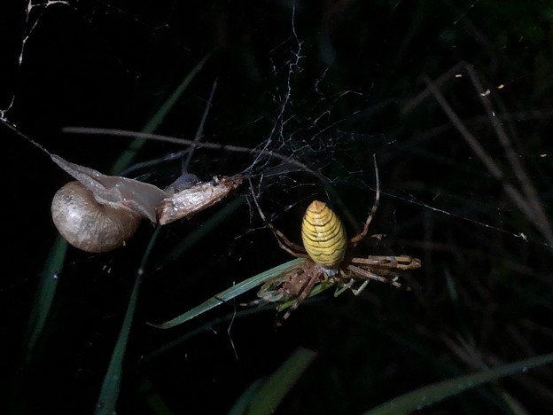 写真: ナガコガネグモの巣に捕まっていた？あるいは巣の一部に使われた？カタツムリ - 3