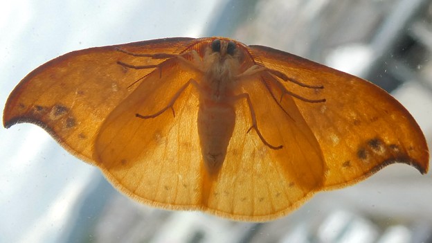 写真: ガラスに張り付いてた蛾 - 6