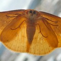 写真: ガラスに張り付いてた蛾 - 6