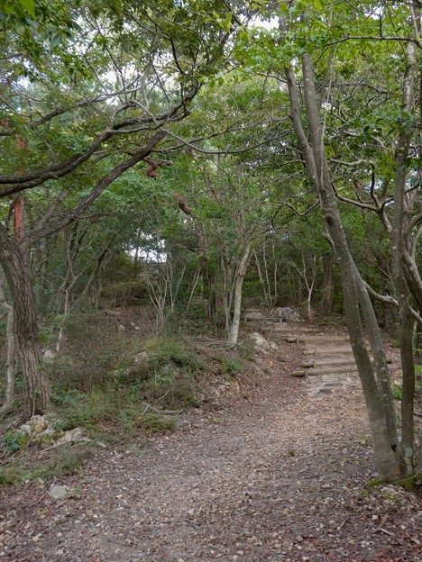 写真: 日本ラインうぬまの森：陰平山三角点への道
