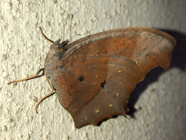 写真: 壁にとまる枯れ葉のような蝶（たぶんクロコノマチョウのメス） - 5