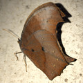 写真: 壁にとまる枯れ葉のような蝶（たぶんクロコノマチョウのメス） - 6