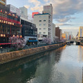 写真: 満開だった納屋橋近くの桜 - 1