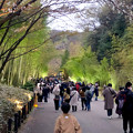 東山動植物園春まつり 2022：竹林ライトアップ - 6