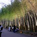 東山動植物園春まつり 2022：竹林ライトアップ - 9