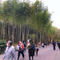東山動植物園春まつり 2022：竹林ライトアップ - 4