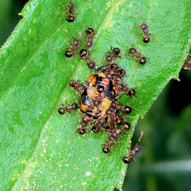 飴色のアリに襲われてたテントウムシの幼虫 - 2