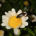 写真: 白い花の上にいたオサムシ科の甲虫 - 2