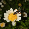 写真: 白い花の上にいたオサムシ科の甲虫 - 3